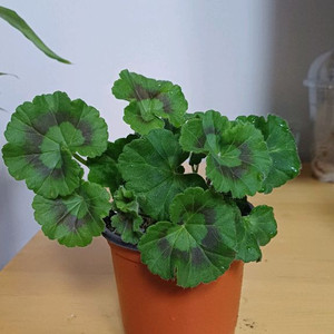 제라늄 심봄의분위기 러시아제라늄