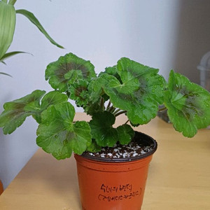 제라늄 심레이디스카프리스 숙녀의변덕 러시아제라늄