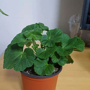 제라늄 프린스왕자 중국제라늄