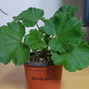 제라늄 마라차타우니차 러시아제라늄