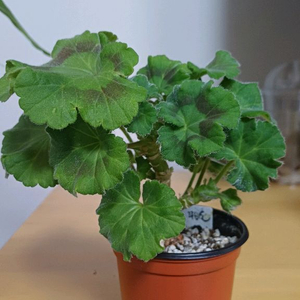 제라늄 꾸비돈 러시아제라늄