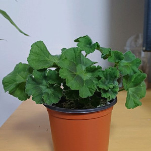 제라늄 화이트매직 러시아제라늄