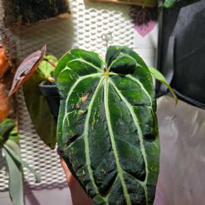 안스리움 칼라블랙키 Ra#4 x Ra#1