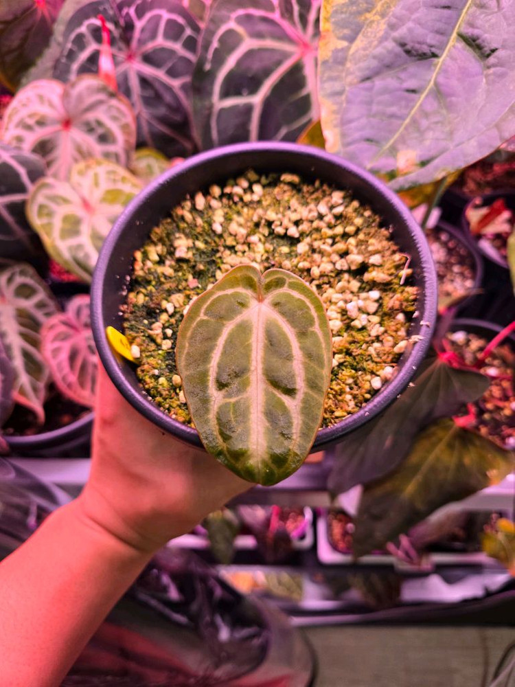 안스리움 칼라블랙키 Ra#4 x Ra#1--2