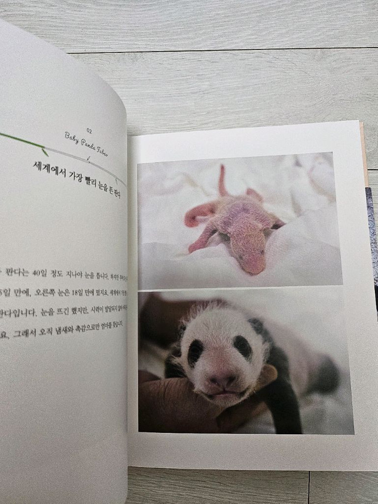 아기판다 푸바오--2