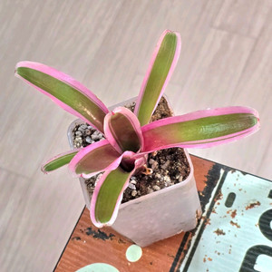 브로멜리아드 네오레겔리아