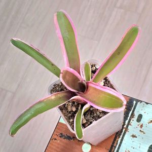 브로멜리아드 네오레겔리아