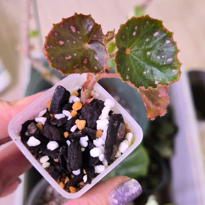 베고니아 머쉬룸