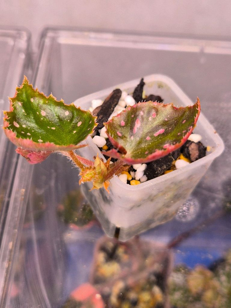 베고니아 머쉬룸--1