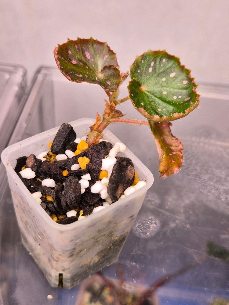 베고니아 머쉬룸--2