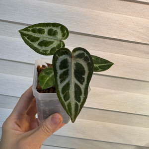 안스리움 엔젤스드림 블랙페이스