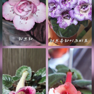 미니신닌기아 4종 리브라,오렌지워드,러브유라이크비포,ss3 핑크해븐