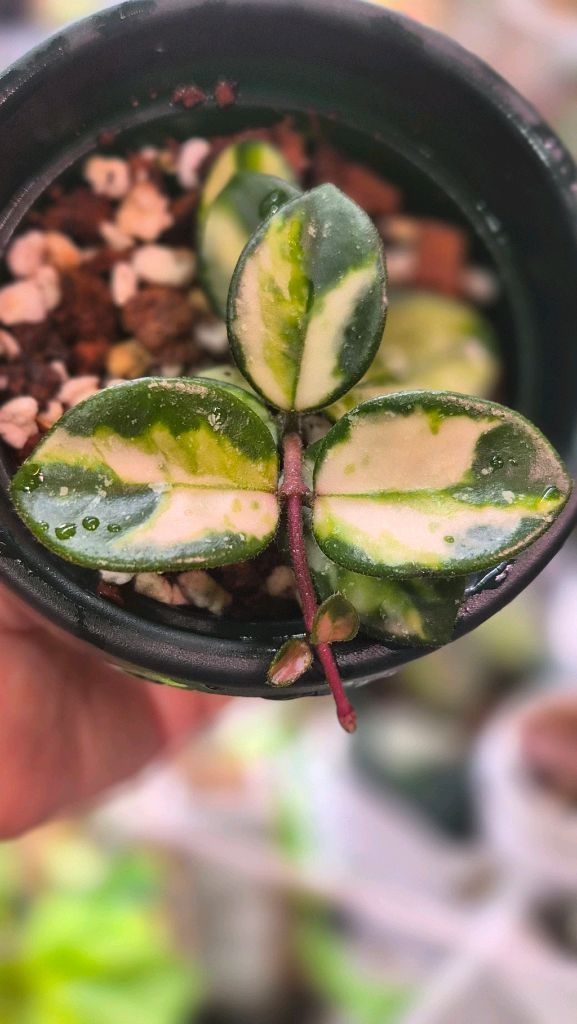 호야 마틸드바리에가타--1