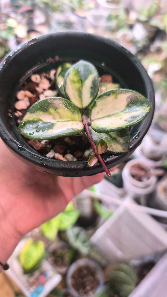 호야 마틸드바리에가타--2