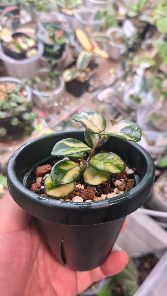 호야 마틸드바리에가타--3