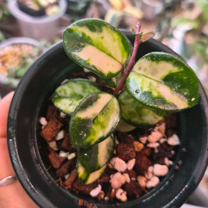 호야 마틸드바리에가타