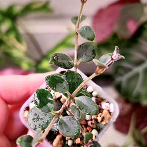 코도난테 데보시아나 파울라