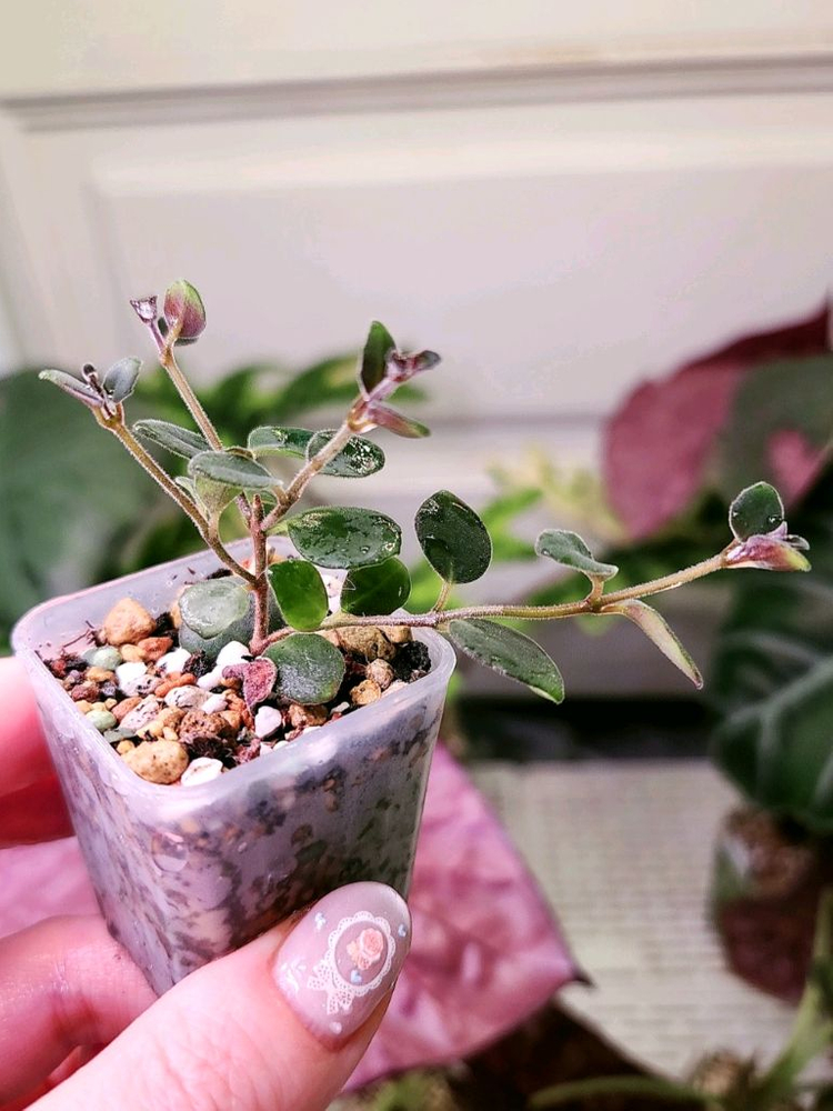 코도난테 데보시아나 파울라--1