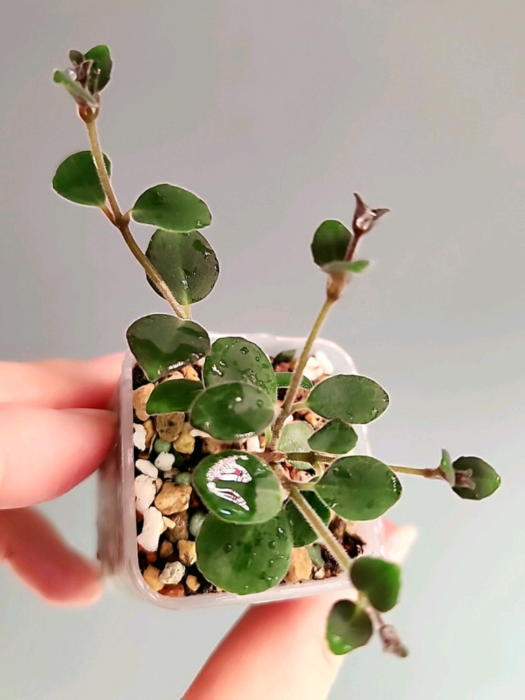 코도난테 데보시아나 파울라--3