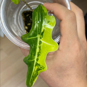 알로카시아 포르테이 옐로우바리에가타(안스,호야x)