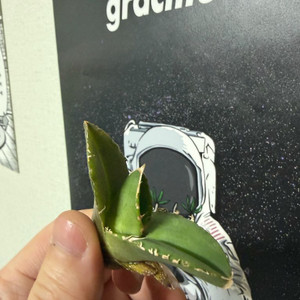 아가베 티타노타 치우