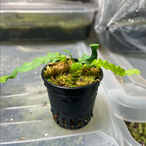 청포도개미 고사리 (lecanopteris deparioides) 분양 이미지