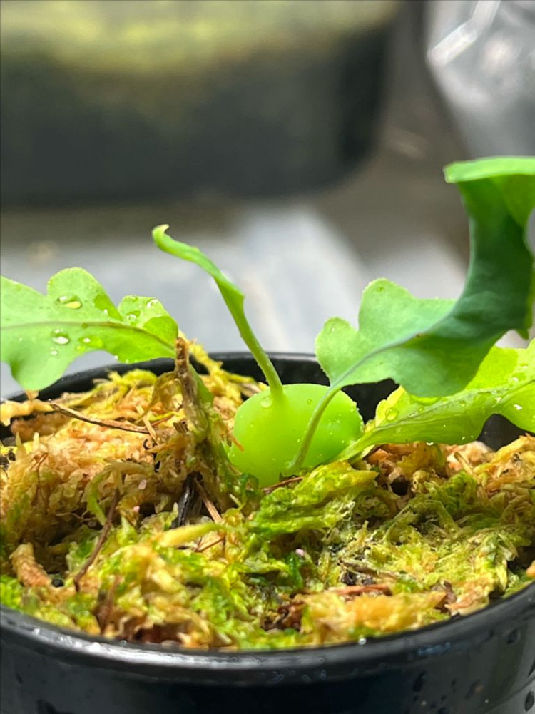 청포도개미 고사리 (lecanopteris deparioides) 분양 이미지