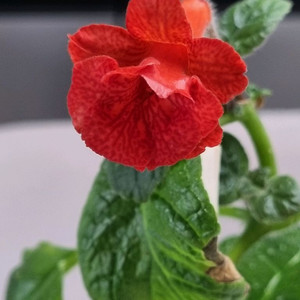 신닌기아 트로피칼키스 (구근 있음)