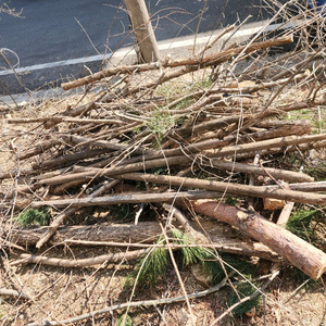 땔감용 나무 나눔 이미지