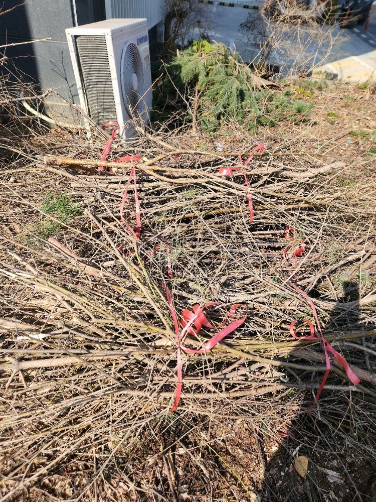 땔감용 나무 나눔 이미지