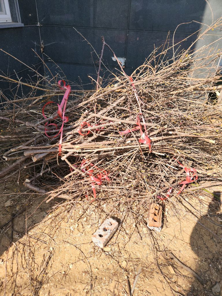 땔감용 나무 나눔 이미지