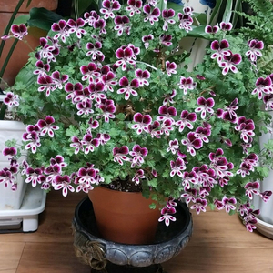 제라늄 엔젤아이스에바