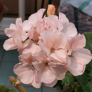 제라늄 썬라이즈마리트