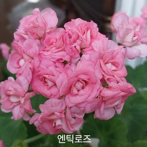 제라늄 엔틱로즈