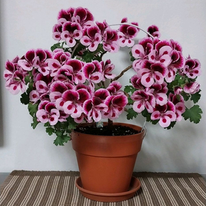 제라늄 캔디플라워바이칼라