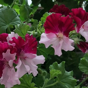 제라늄 콴탁퍼펙션