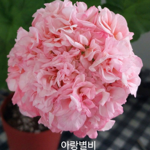 제라늄 아랑별비