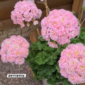 물병자리제라늄 이미지