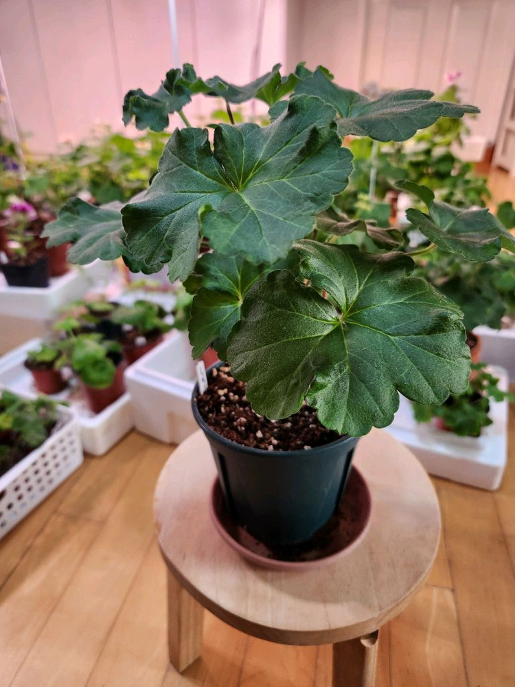 물병자리제라늄 이미지