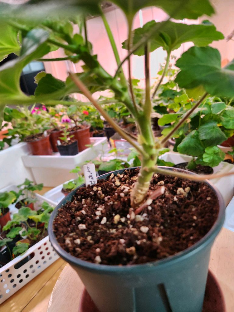 물병자리제라늄 이미지