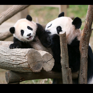 에버랜드 자유이용권 종일권(주말가능) 추러스포함