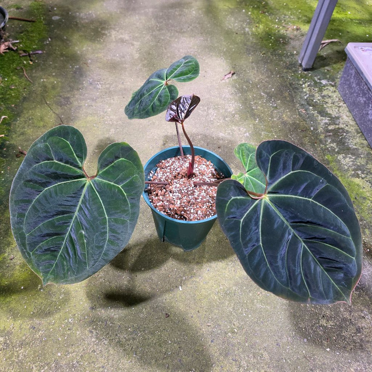 안스리움 블랙고스트 선별개체--1