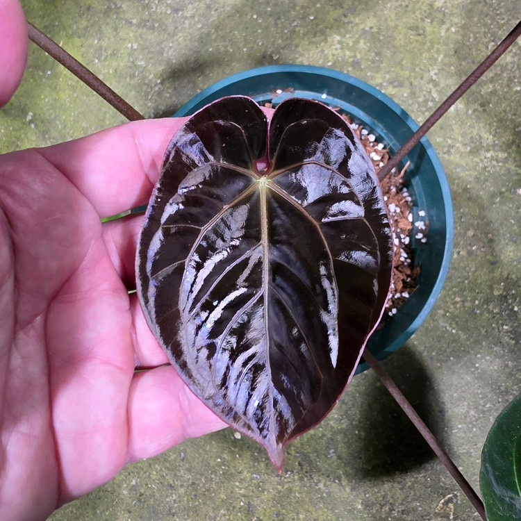 안스리움 블랙고스트 선별개체--2