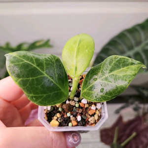 호야 옵스쿠라 알보 마지나타