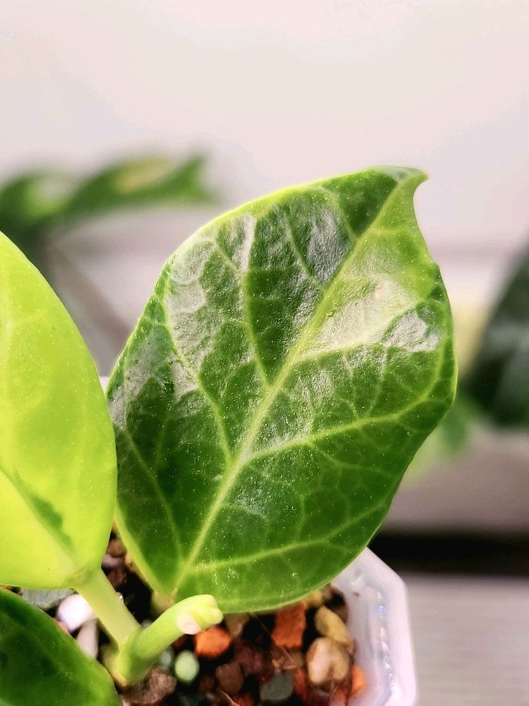 호야 옵스쿠라 알보 마지나타--2