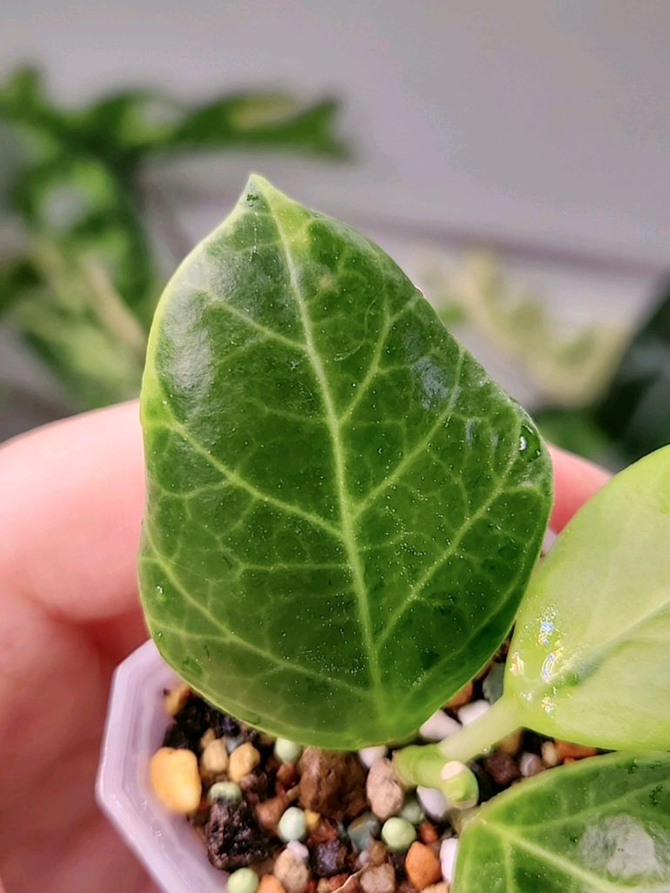 호야 옵스쿠라 알보 마지나타--3