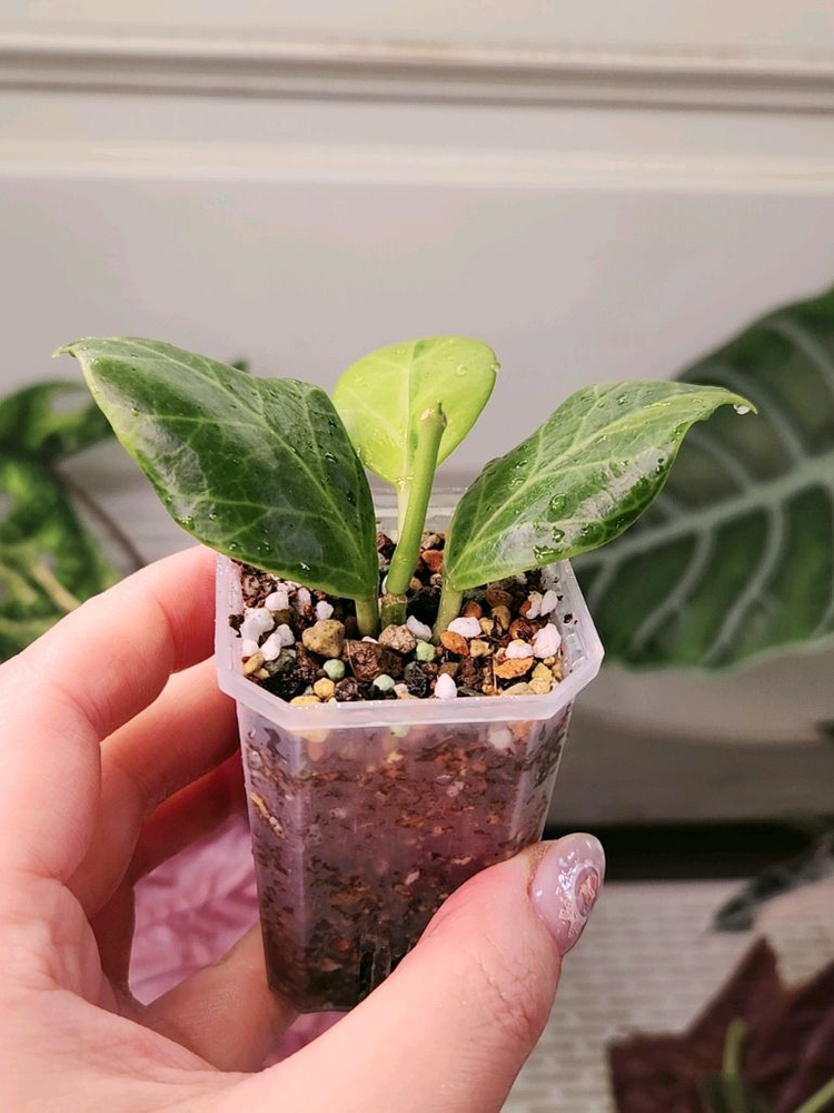 호야 옵스쿠라 알보 마지나타--4