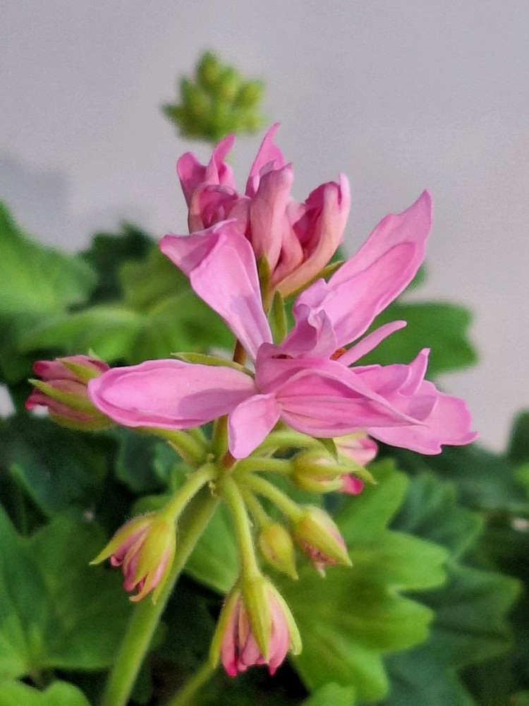 제라늄 스텔라3종--1