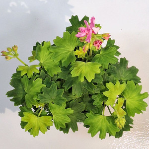 제라늄 스텔라3종