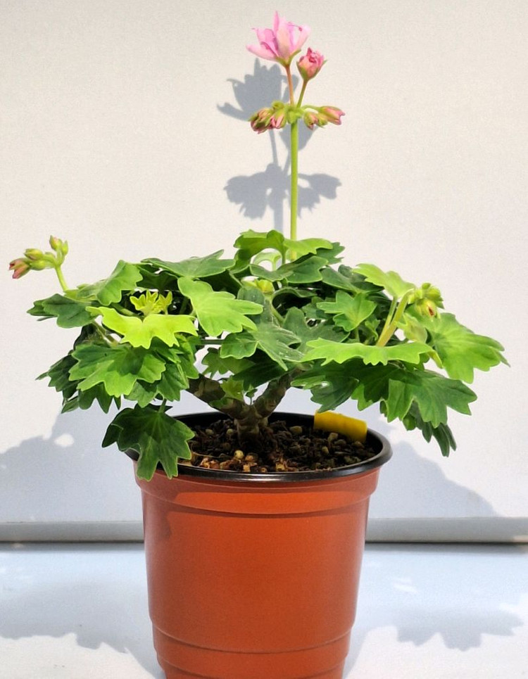 제라늄 스텔라3종--2